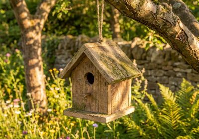 Birdhouse Plans for Beginners: Simple Build, Big Reward